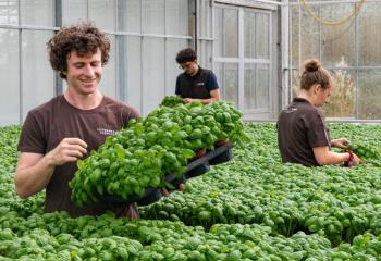 Aromatiques bio à la Ferme Horticole Théart