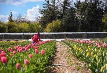 Tulipes à cueillir à la Cueillette de gally à Bailly dans les Yvelines