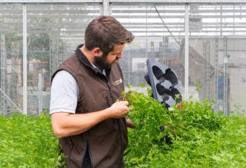 Aromatiques bio à la Ferme Horticole Théart