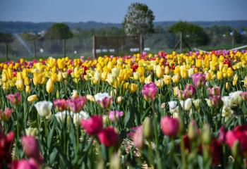 Tulipes à cueillir à la Cueillette de gally à Bailly dans les Yvelines