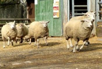 Fête de la laine moutons 