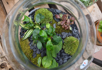 Atelier terrarium pour adultes