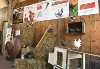 Mini-expo : les poules et leur plumage