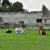 Visite de la ferme de gally à saint cyr l'école