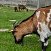 Visite de la ferme de gally à sartrouville