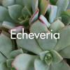 Echeveria produite à la Ferme Horticole Théart