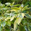 Ficus produit à la Ferme Horticole Théart