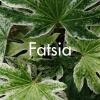 Fatsia japonica produite à la Ferme Horticole Théart