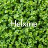 Helxine produite à la Ferme Horticole Théart