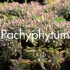 Pachyphytum produit à la Ferme Horticole Théart