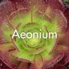 Aeonium produite à la Ferme Horticole Théart