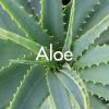 Aloe produite à la Ferme Horticole Théart