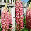 Lupin vendu à la jardinerie des Fermes de Gally
