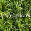 Chamaedorea produite à la Ferme Horticole Théart