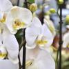 Orchidées aux Fermes de Gally