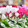 Cyclamens aux Fermes de Gally