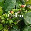 Coffea produite à la Ferme Horticole Théart