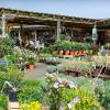 Pépinière de la jardinerie de gally à saint cyr l'ecole