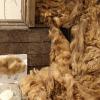 Atelier collage de laine ferme gally saint cyr l'ecole