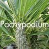 Pachypodium produit à la Ferme Horticole Théart