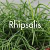 Rhipsalis produit à la Ferme Horticole Théart