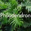 Philodendron produit à la Ferme Horticole Théart