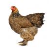 Cochin poules race ferme de gally ornement