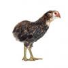 poule ornement collection race araucana ferme de gally