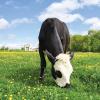 visite de la ferme pour les entreprises