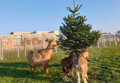 Découvrez les animaux de la ferme de Saint-Denis