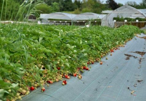 Fraises de la cueillette de Gally