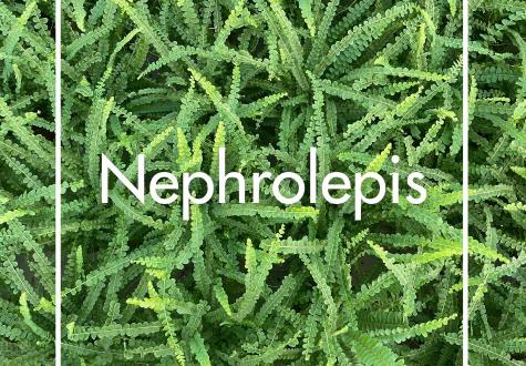 Nephrolepis produit à la Ferme Horticole Théart