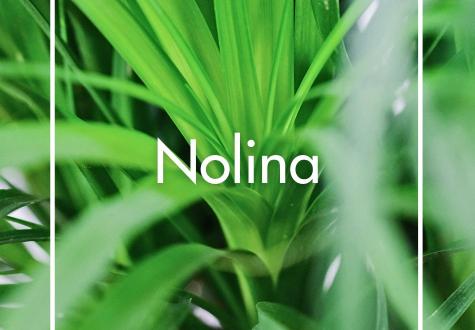 Nolina produite à la Ferme Horticole Théart