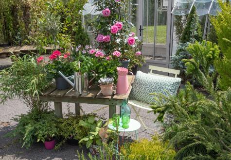 Braderie exceptionnelle jardinerie gally yvelines