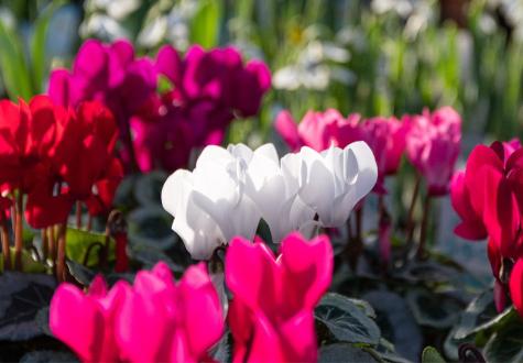 Cyclamens à la jardinerie de Gally de Saint-Cyr-l'Ecole Yvelines