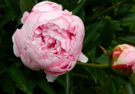 pivoines arbustives