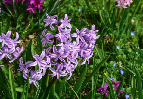 Promotion sur les jacinthes jardinerie gally saint cyr l'ecole