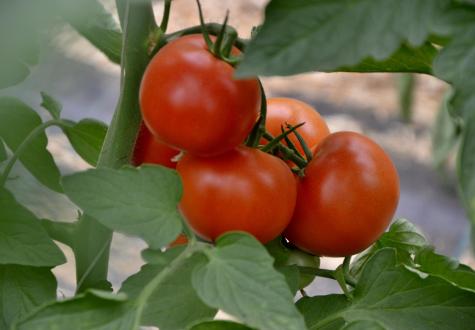 Tomates de la Cueillette de Gally