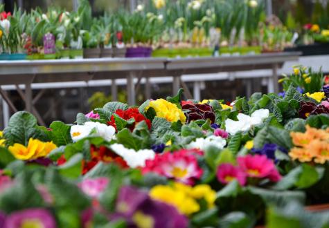 Primevères en vente à la jardinerie de la Ferme de Gally