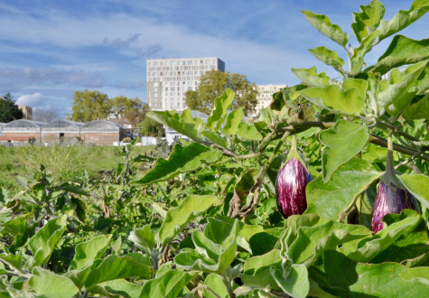 Legumes frais au marché de la ferme de gally de de saint-denis