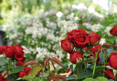 rosiers de collection Meilland Edirose les fermes de gally