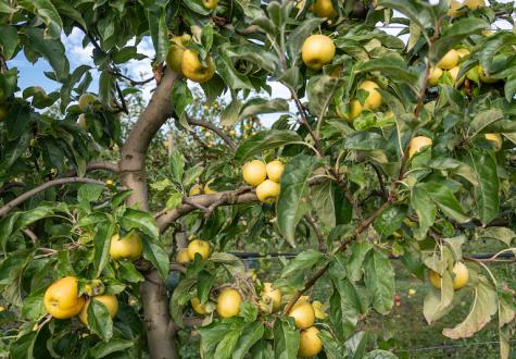 Pommes des vergers de Jagny