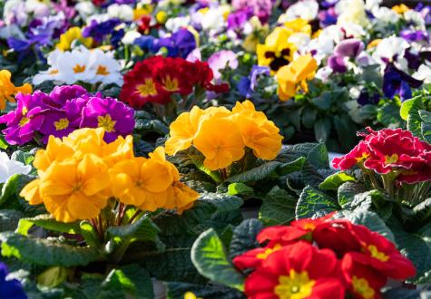 Primevères en vente à la jardinerie de la Ferme de Gally