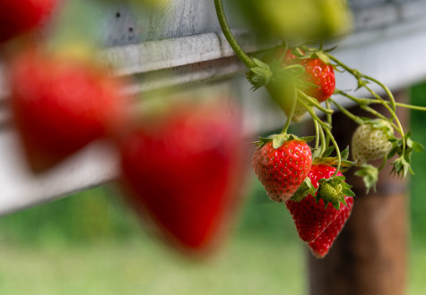 Fraises à la Cueillette de Gally 