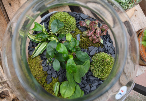 Atelier terrarium pour adultes