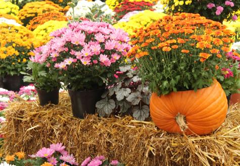 chrysanthèmes français à planter pleine terre