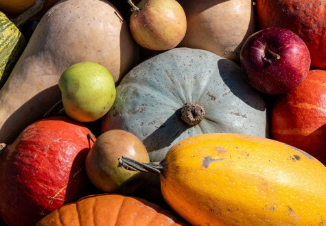 Cueillette de pommes et courges à la cueillette de gally de bailly