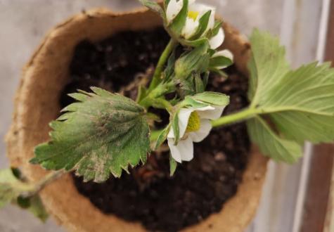 Atelier jardinage pour enfant à la Ferme de Gally