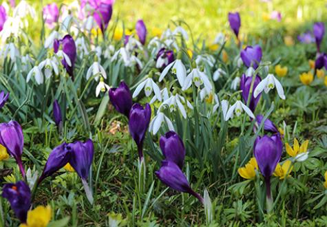 bulbes fleurs jardin