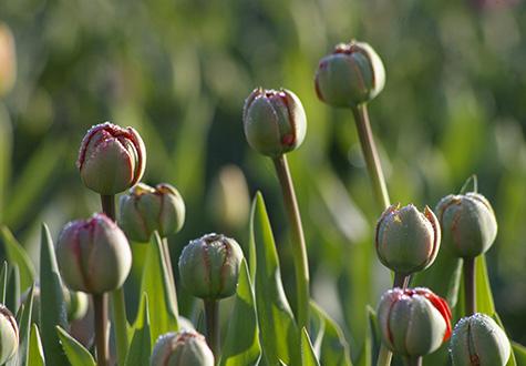 bulbes tulipes ferme de Gally
